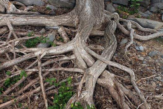 An example of uncontrolled root growth