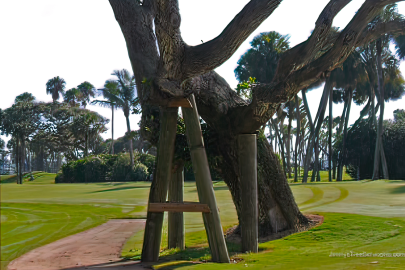 Tree Bracing after a storm