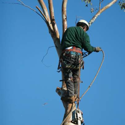 Tree Removal