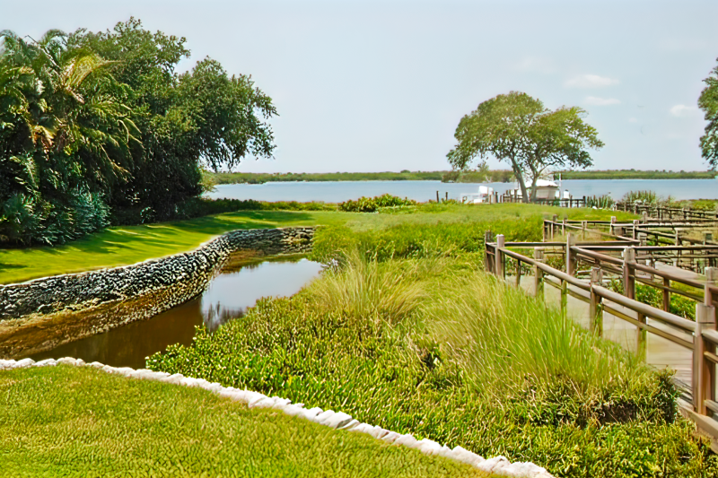 Trees along the water